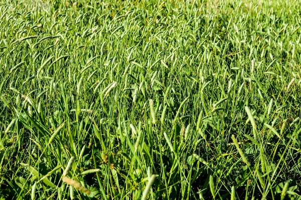 Texture Grass — Stock Photo, Image