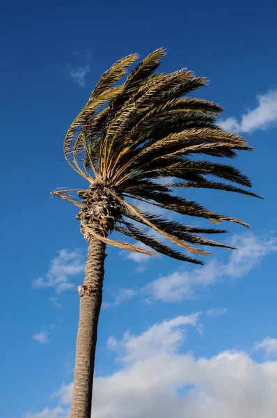 Пальмовое дерево, дует ветер — стоковое фото