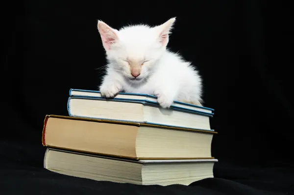 Blanc jeune bébé chat — Photo