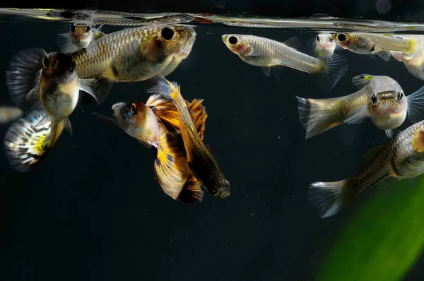 Guppy Multi Colored Fish — Stock Photo, Image