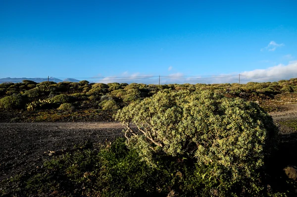 Cactus in de woestijn — Stockfoto