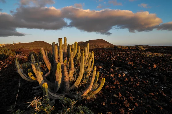 Cactus in the Desert — Stock Photo, Image