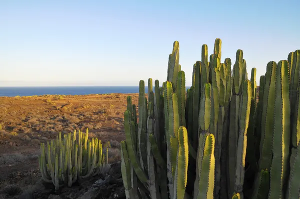 Cacto vegetal suculento no deserto seco — Fotografia de Stock