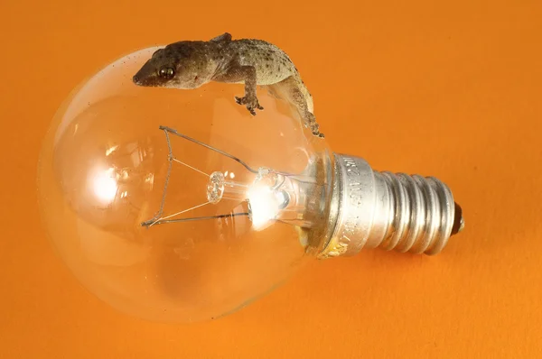 Lagarto Gecko y bombilla — Foto de Stock