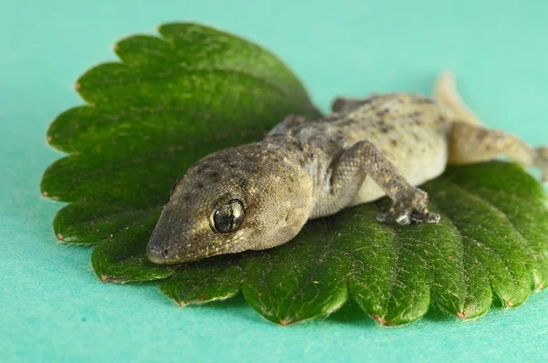 Jaszczurka i liść Gecko — Zdjęcie stockowe