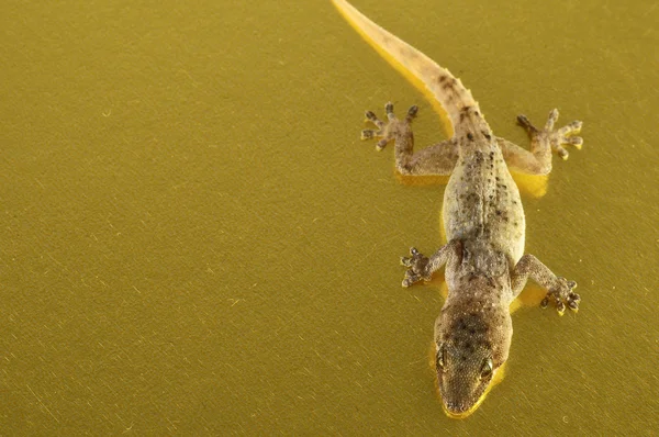 สีเทา Gecko Lizard — ภาพถ่ายสต็อก