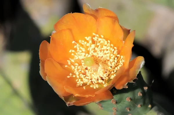 Flor de cacto — Fotografia de Stock