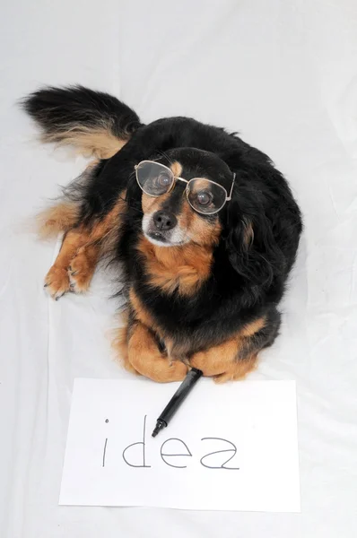 Ritning hund — Stockfoto