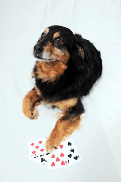 Cão de Poker — Fotografia de Stock