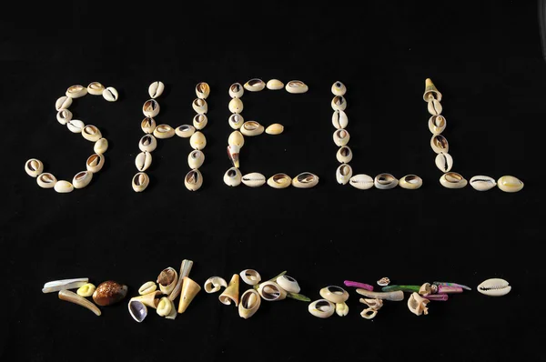 Sea Shell — Stock fotografie