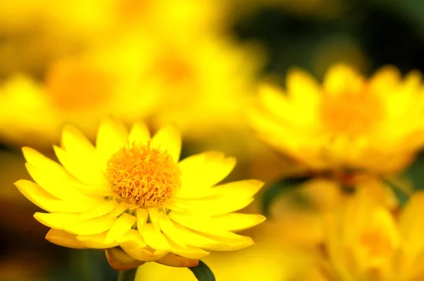 Gekleurde bloemen — Stockfoto