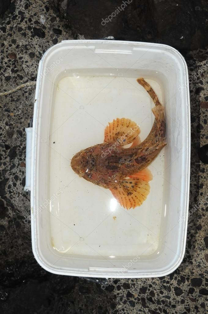 Fotos De Pescado De Roca De Stock Pescado De Roca Imagenes Libres De Derechos Depositphotos Fotos De Pescado De Roca De Stock Pescado De Roca Imagenes Libres De Derechos Depositphotos