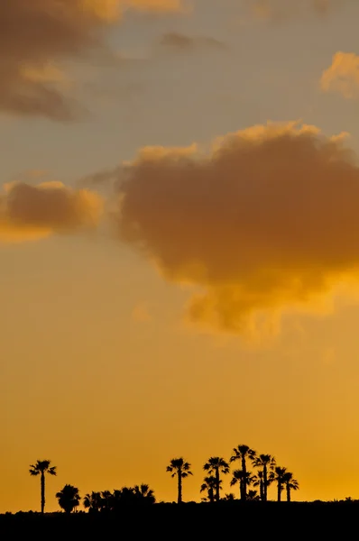 Palmy zachód słońca — Zdjęcie stockowe