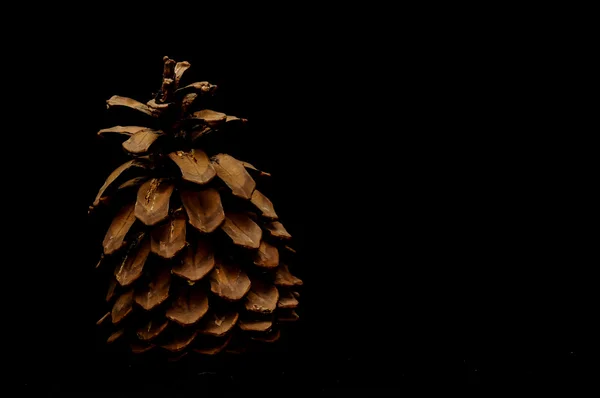 Cono de pino sobre negro — Foto de Stock
