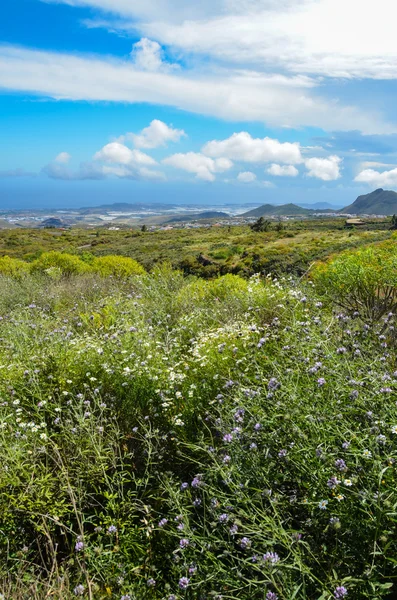 Paisagem Primavera — Fotografia de Stock