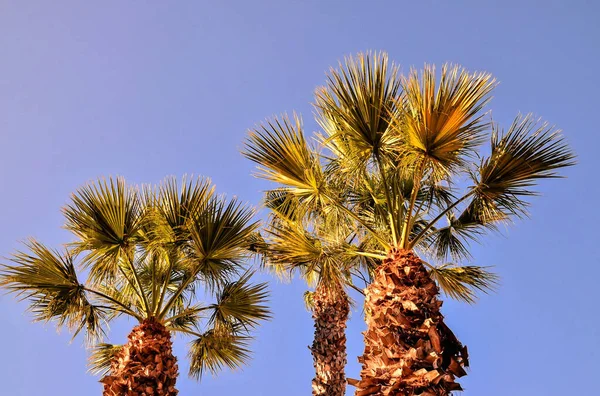 Green Palm Canarian Tree Blue Sky Background — Stock Photo, Image