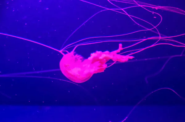 Liten Gelé Fisk Medusa Färgade Ljuset — Stockfoto