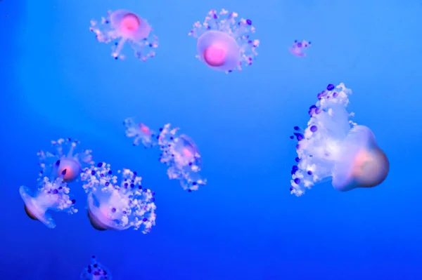 Photo Picture Some Jellyfish Dangerous Poisonous Medusa — Stock Photo, Image