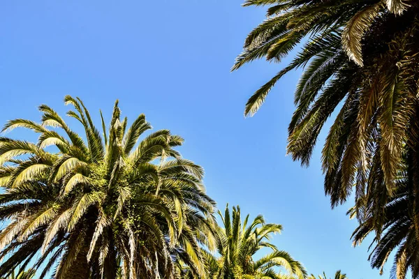 Palm Trees Blue Sky Photo Background Digital Image — Stock Photo, Image