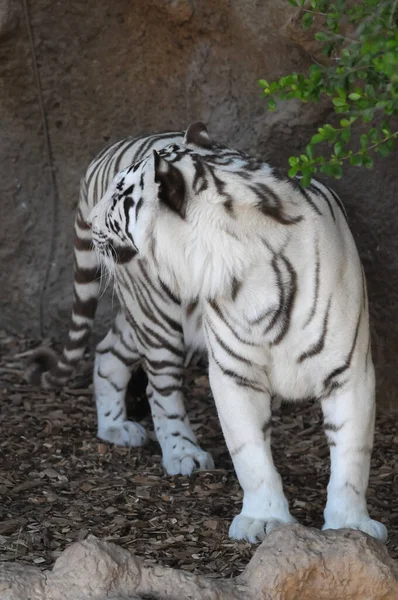 Vzácné Černobílý Pruhovaný Dospělý Tygr — Stock fotografie