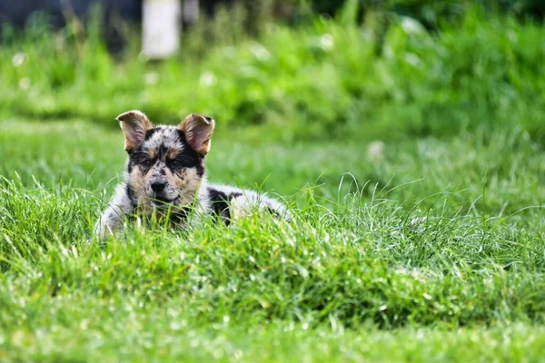 Perro Hierba Foto Como Fondo Imagen Digital — Foto de Stock