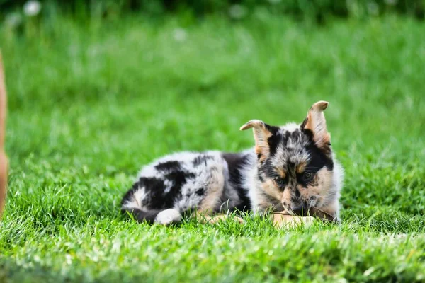 Собака Траве Фото Фоновом Режиме Цифровое Изображение — стоковое фото