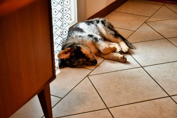 Σκύλος Κοντά Στο Παράθυρο Φωτογραφία Φόντο Ψηφιακή Εικόνα — Φωτογραφία Αρχείου