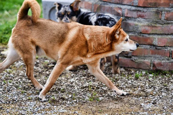 Σκυλιά Στο Δρόμο Φωτογραφία Φόντο Ψηφιακή Εικόνα — Φωτογραφία Αρχείου