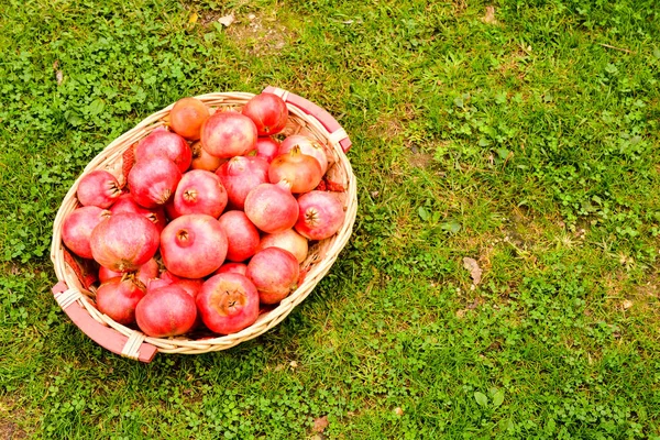 Foto Bild Einer Exotischen Frucht Roter Granatapfel — Stockfoto