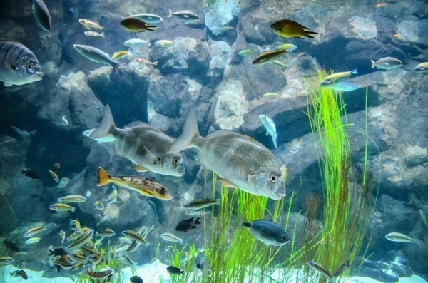 Foto Van Atropical Aquarium Fish Tank Onderwater Weergave — Stockfoto