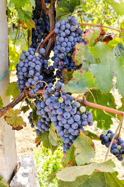 Foto Belo Vinhedo Frutas Uva Pronto Para Produzir Vinho — Fotografia de Stock