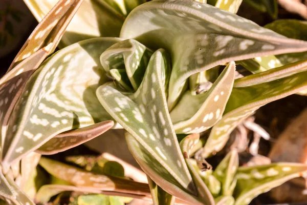 Bild Tropisk Kaktus Textur Bakgrund — Stockfoto