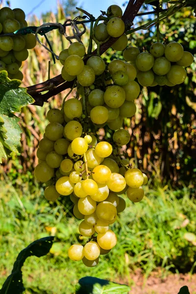 Foto Belo Vinhedo Frutas Uva Pronto Para Produzir Vinho — Fotografia de Stock