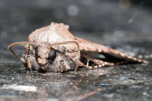 Noc Owady Brązowy Moth Zbliżenie Zdjęcie — Zdjęcie stockowe