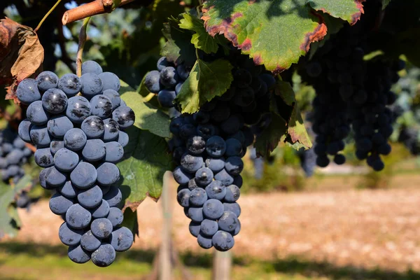 图片说明一个美丽的葡萄葡萄园即将生产葡萄酒 — 图库照片