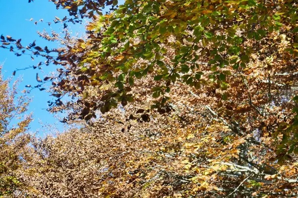 Autumn Leaves Tree Photo Background Digital Image — Stock Photo, Image