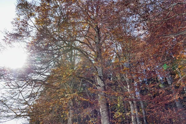Bäume Herbst Foto Als Hintergrund Digitales Bild — Stockfoto