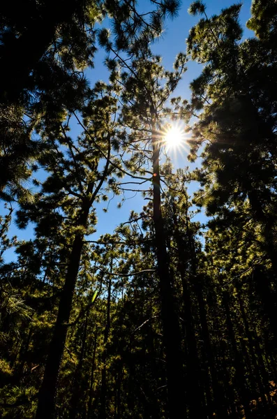 Высокий Сосновый Лес Солнечный День — стоковое фото