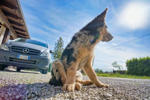 Sahildeki Köpek Arka Plan Olarak Fotoğraf Dijital Görüntü — Stok fotoğraf