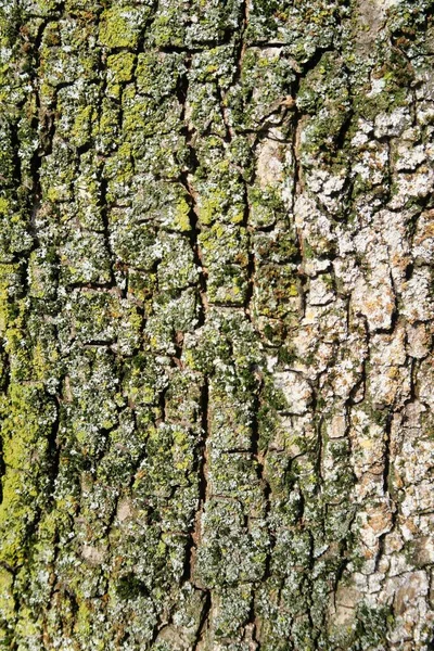 Bark Tree Photo Background Digital Image — Stock Photo, Image
