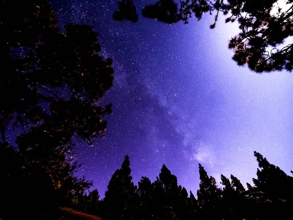 Hvězdy Obloze Noci Nad Stromy Borového Lesa — Stock fotografie