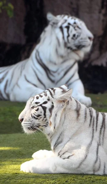 Seltener Schwarz Weiß Gestreifter Erwachsener Tiger — Stockfoto