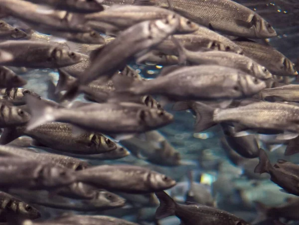 Scuola Subacquea Pesce Grigio Argento Acquario — Foto Stock