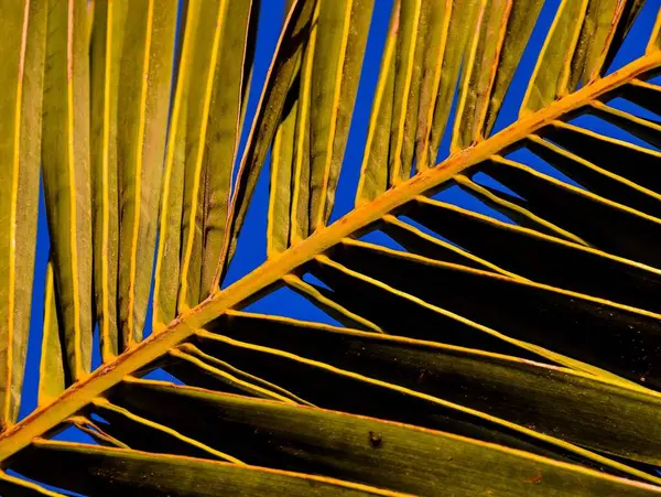 绿棕榈叶型反转结构 — 图库照片