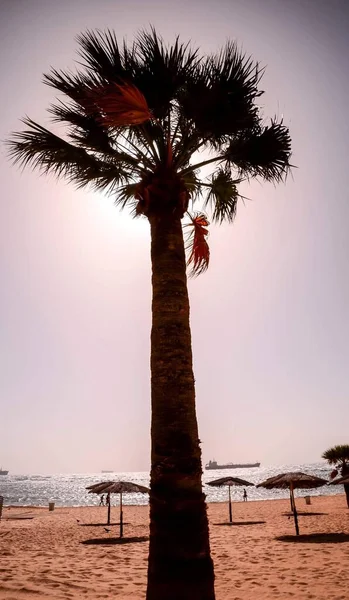 Yazın Tropik Kanarya Yeşil Palmiye Yaprağı Arkaplanı — Stok fotoğraf
