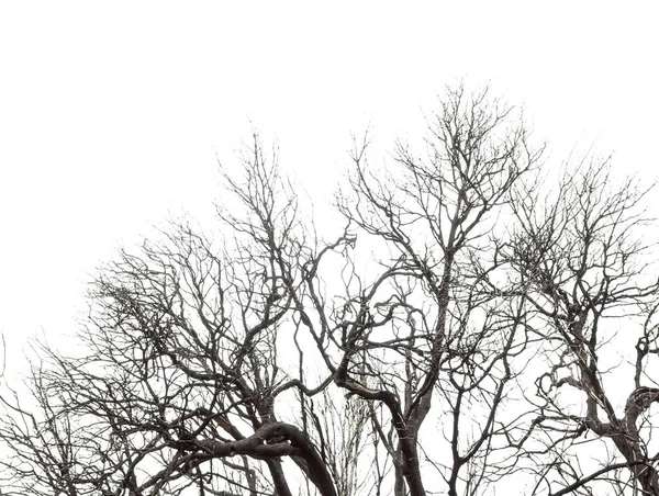 Efeitos Fogo Uma Floresta Nas Ilhas Canárias Espanha — Fotografia de Stock