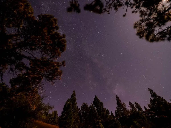 Sterne Nächtlichen Himmel Über Den Bäumen Eines Kiefernwaldes — Stockfoto