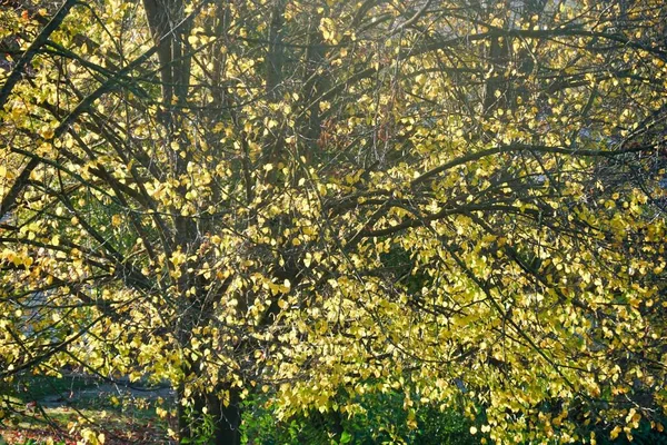 Podzimní Listí Stromě Foto Jako Pozadí Digitální Obraz — Stock fotografie