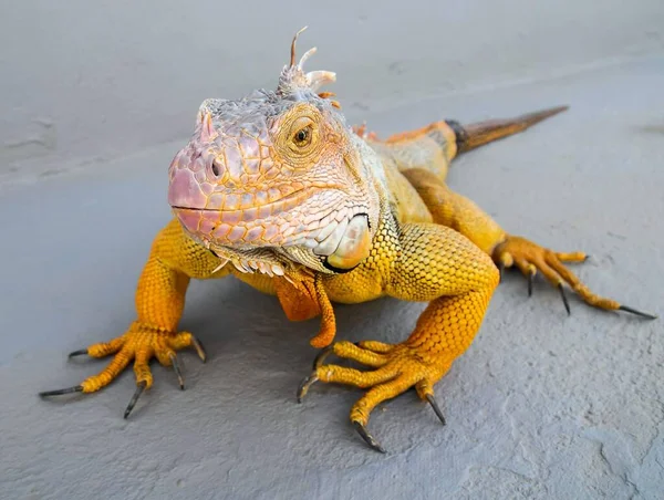 Jeune Homme Coloré Iguana Lizard Sur Une Surface Grise — Photo