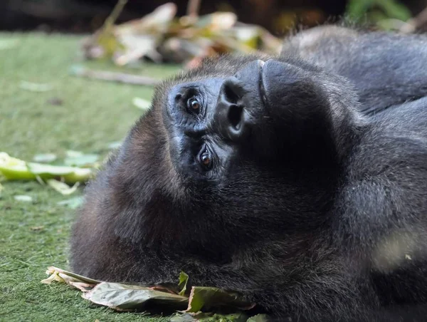 Sterke Volwassen Zwarte Gorilla Groene Vloer — Stockfoto